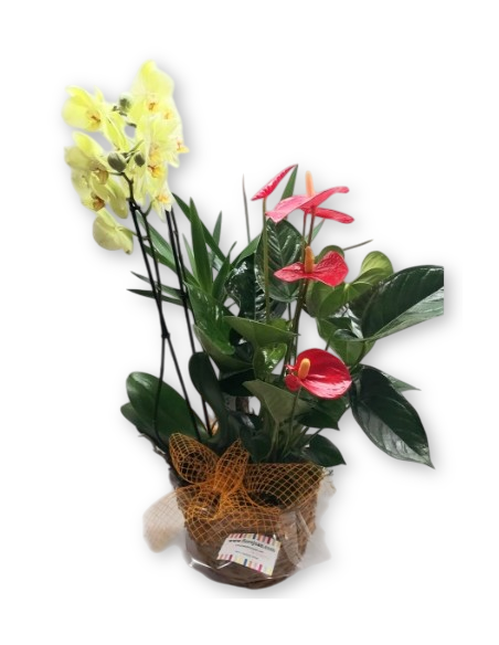 Comprar TROPICAL online Barcelona | Flors Joan