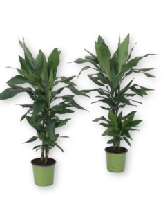 Comprar DRÁCENA MASSANGEANA 3 TRONCOS online Barcelona | Flors Joan