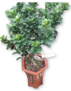 Comprar FICUS MICROCARPA 80 cm. online Barcelona | Flors Joan