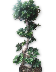 Comprar FICUS MICROCARPA DE 1,40 M. online Barcelona | Flors Joan