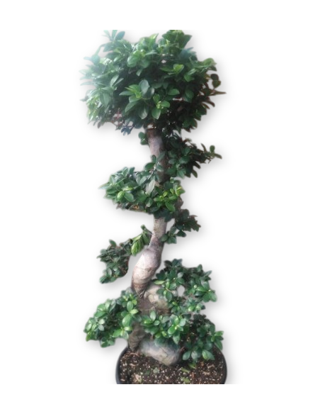 FICUS MICROCARPA DE 1,40 M.