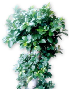 Comprar FICUS MICROCARPA DE 1,40 M. online Barcelona | Flors Joan 2
