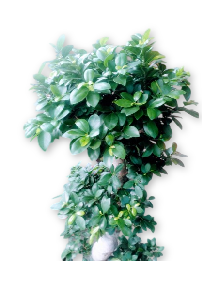 FICUS MICROCARPA DE 1,40 M.