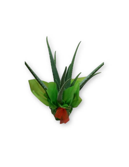 Comprar ALOE VERA online Barcelona | Flors Joan