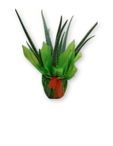 Comprar ALOE VERA online Barcelona | Flors Joan