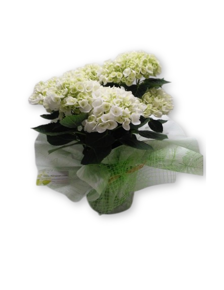 Comprar HORTENSIA M-19 online Barcelona | Flors Joan