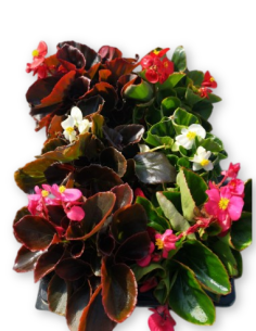 BEGONIA  (15 unit.)