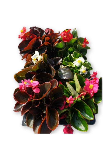 Comprar BEGONIA (15 unid.) online Barcelona | Flors Joan