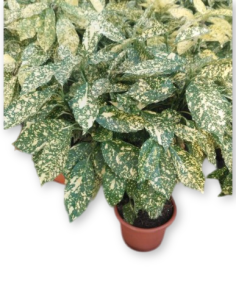 Comprar Aucuba de 1m. online Barcelona | Flors Joan