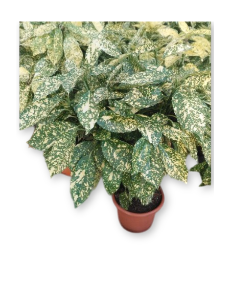 Comprar Aucuba de 1m. online Barcelona | Flors Joan