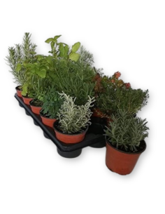 PLANTA AROMÀTICA (15unit.)