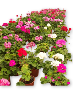 Comprar GERANIOS (10unid.) online Barcelona | Flors Joan