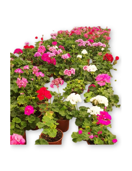 GERANIS (10 unit.)