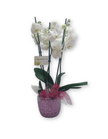 ORQUÍDEA BLANCA