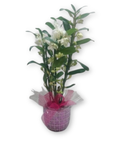 Comprar ORQUIDEA DENDRODIUM online Barcelona | Flors Joan