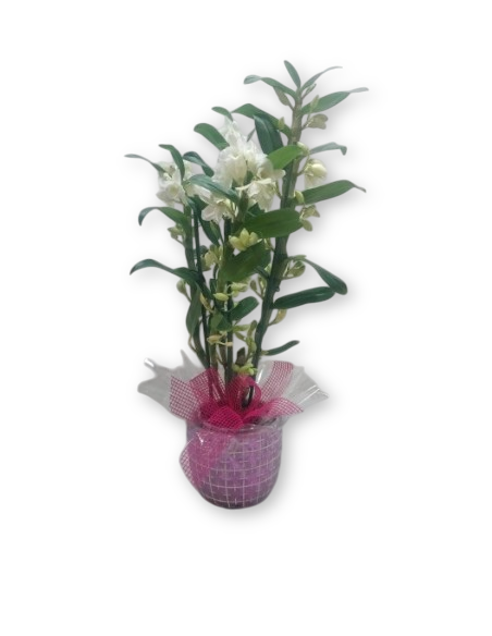 ORQUIDIA DENDRODIUM