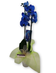 ORQUÍDIA BLAVA AMB TEST CERÀMICA