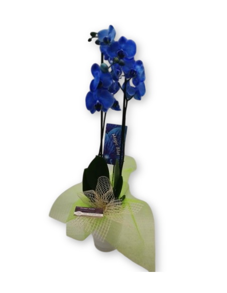 ORQUÍDIA BLAVA AMB TEST CERÀMICA