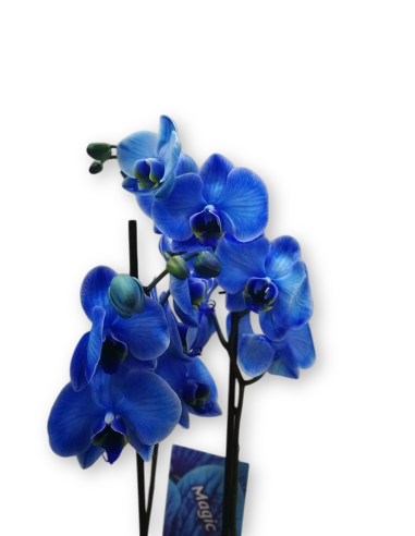 ORQUÍDIA BLAVA AMB TEST CERÀMICA