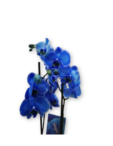 ORQUÍDIA BLAVA AMB TEST CERÀMICA