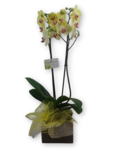 Comprar ORQUIDEA AMARILLA online Barcelona | Flors Joan