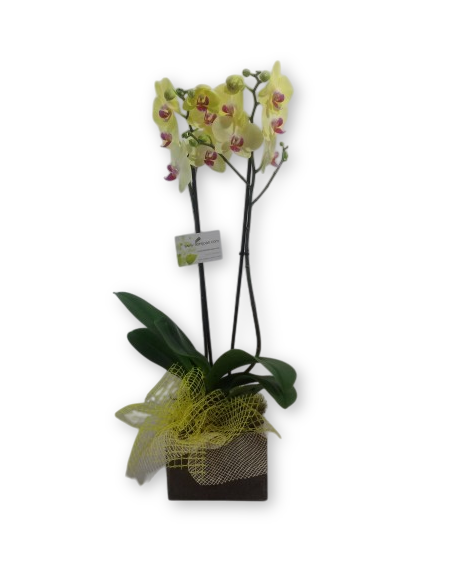ORQUIDIA GROGA
