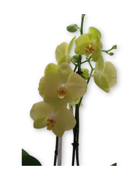 ORQUIDIA GROGA