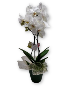 PLANTA D´ORQUÍDIA  Pla de l´Estany