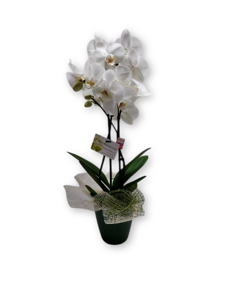 Comprar Planta de Orquídea Pla de l´Estany online Barcelona | Flors...