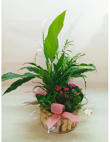 Comprar CESTA DE PLANTAS KUWAIT online Barcelona | Flors Joan
