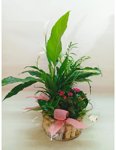 Comprar CESTA DE PLANTAS KUWAIT online Barcelona | Flors Joan