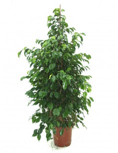 FICUS BENJAMINA