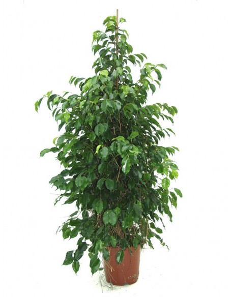 FICUS BENJAMINA