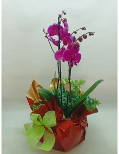 CISTELLA DE PLANTES DOHA