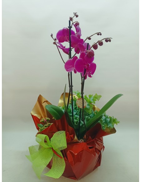 CISTELLA DE PLANTES DOHA