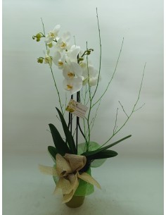 PLANTA D´ORQUÍDIA  Pla de l´Estany