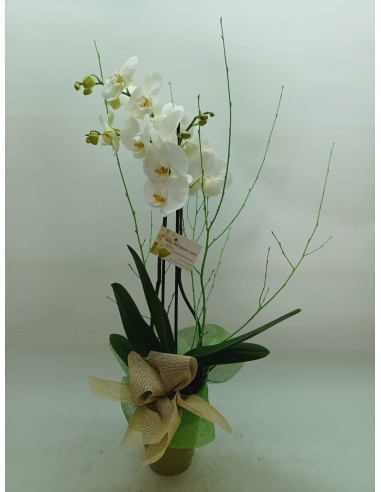 Comprar Planta de Orquídea Pla de l´Estany online Barcelona | Flors...