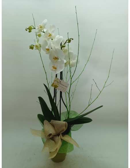 Comprar Planta de Orquídea Pla de l´Estany online Barcelona | Flors...