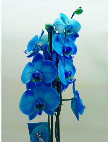 Comprar Orquídea Azul con Macetero online Barcelona | Flors Joan