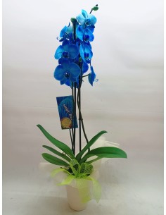 Comprar Orquídea Azul con Macetero online Barcelona | Flors Joan 2