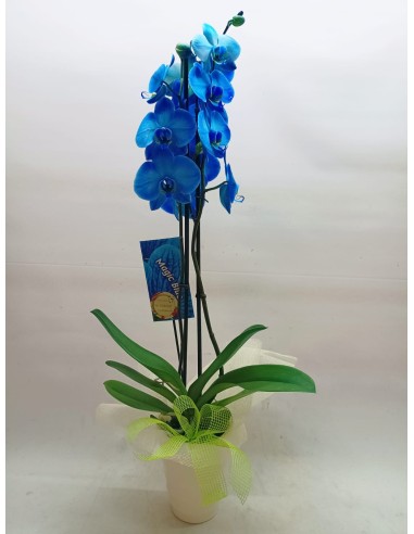 Comprar Orquídea Azul con Macetero online Barcelona | Flors Joan