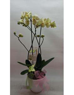 Comprar ORQUÍDEA CONCA DE BARBERÁ online Barcelona | Flors Joan