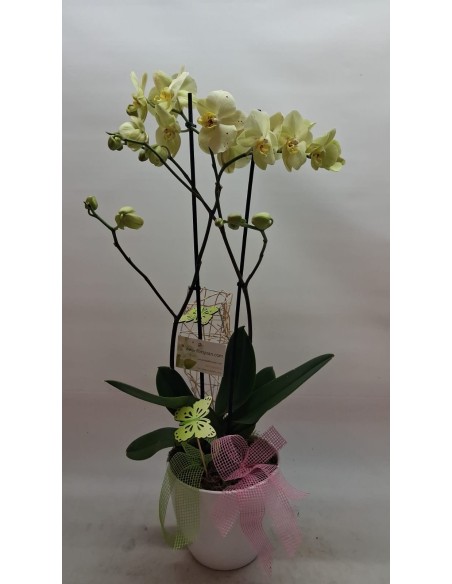 Comprar ORQUÍDEA CONCA DE BARBERÁ online Barcelona | Flors Joan