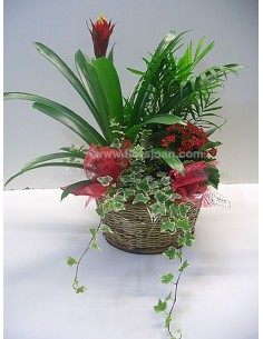 CESTA DE PLANTAS Nº 3