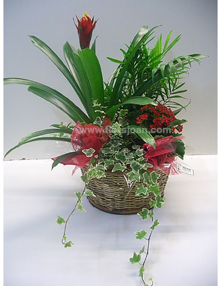 CESTA DE PLANTAS Nº 3