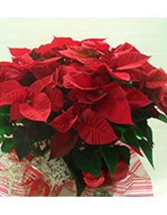 CESTA DE POINSETIAS