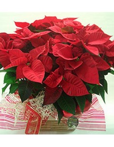 CESTA DE POINSETIAS 2