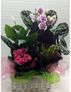 CESTA DE PLANTAS Nº 4