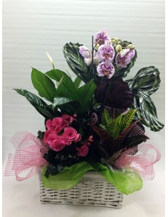 CESTA DE PLANTAS Nº 4 2