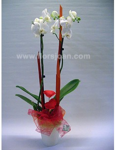 ORQUÍDEA BLANCA SAN VALENTÍN